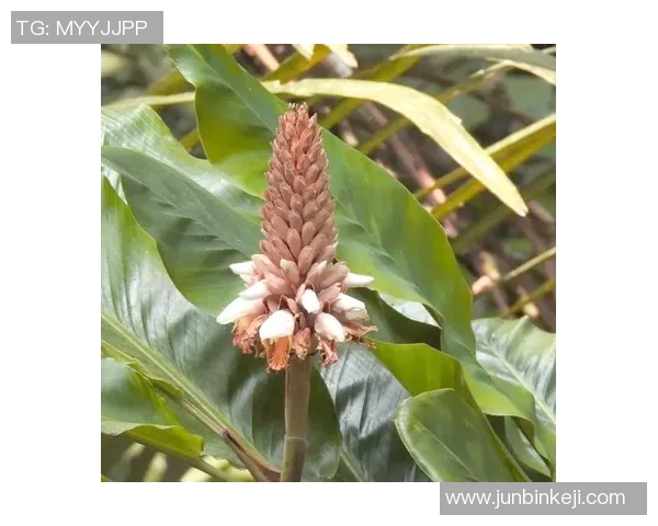 生姜头的神奇功效与健康饮食的完美结合探秘